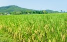 BCĐ sản xuất xã Định Hải tổ chức thăm đồng đánh giá năng suất lúa vụ chiêm xuân và triển khai kế hoạch sản xuất vụ thu mùa năm 2023